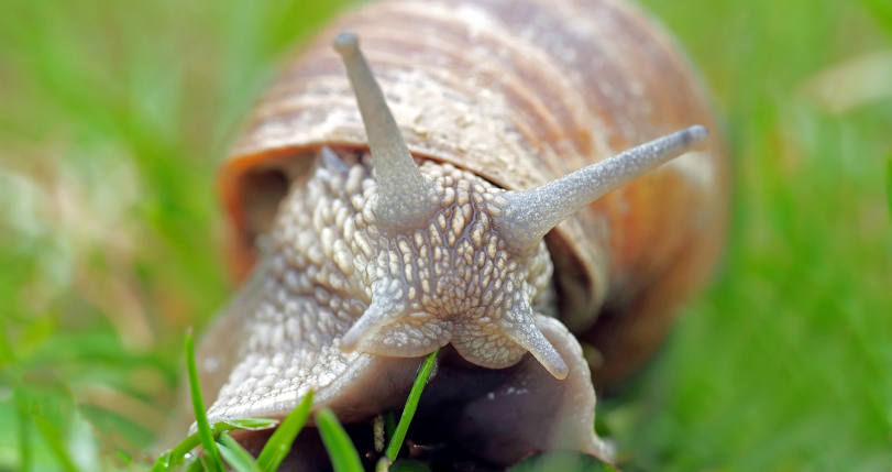 Can Snails Repair Their Broken Shells?