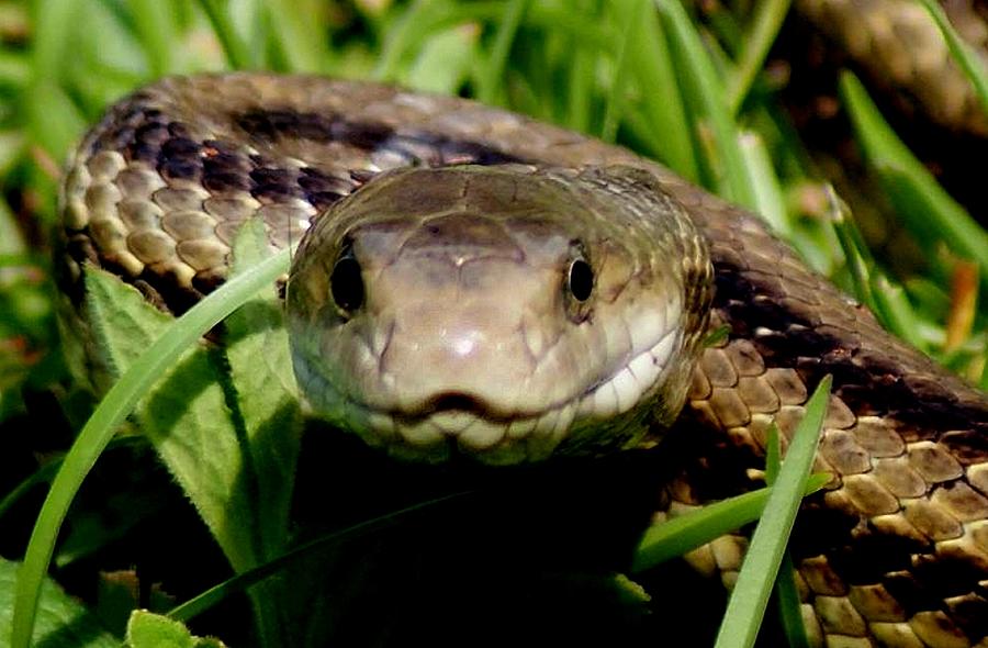 Snake Face by Bruce W Krucke