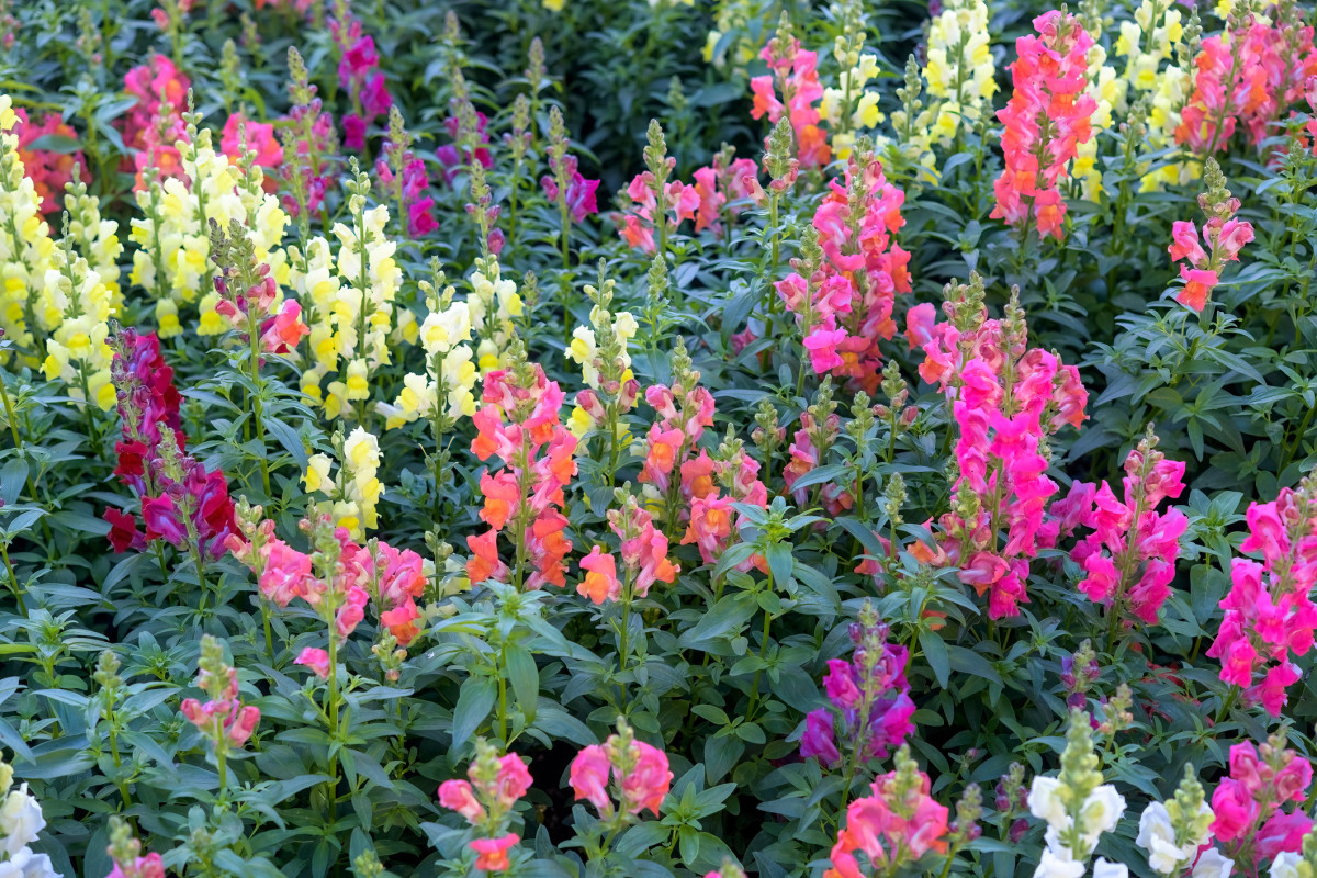 How to Grow and Care for Snapdragons - Parade Home &amp; Garden