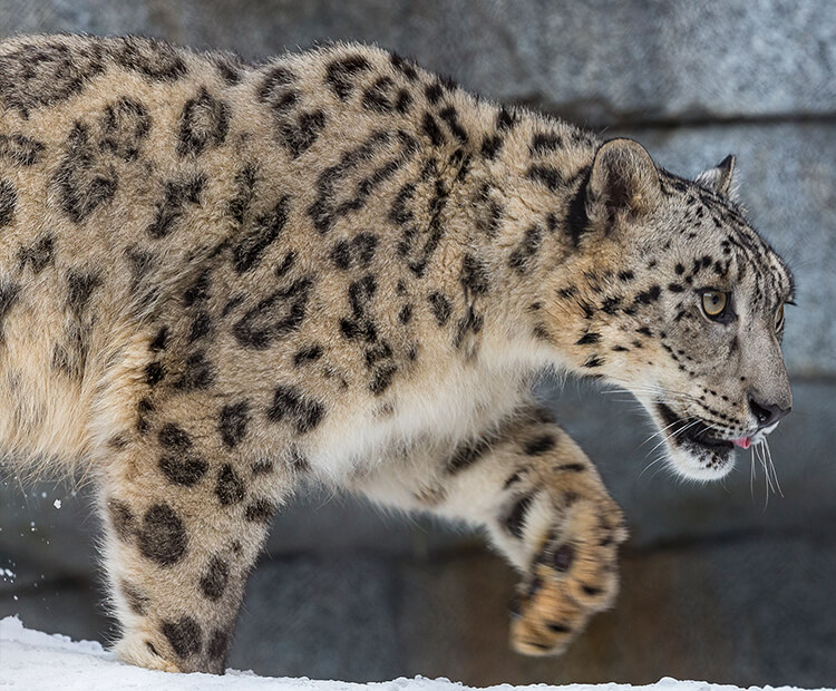 Snow leopard | San Diego Zoo Wildlife Explorers