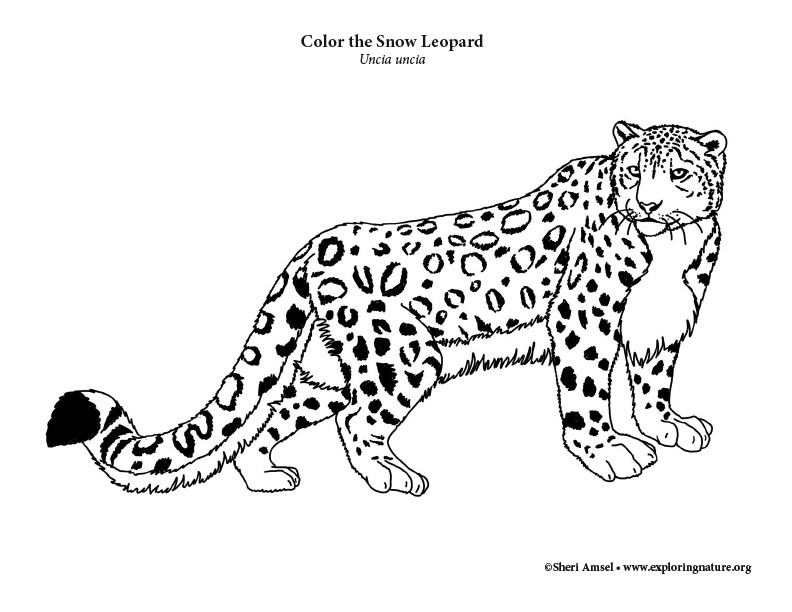 Free Snow Leopard Coloring Page, Download Free Snow Leopard Coloring
