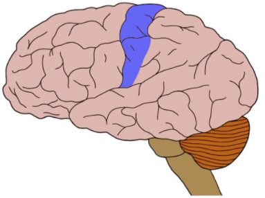 somatosensory cliparts