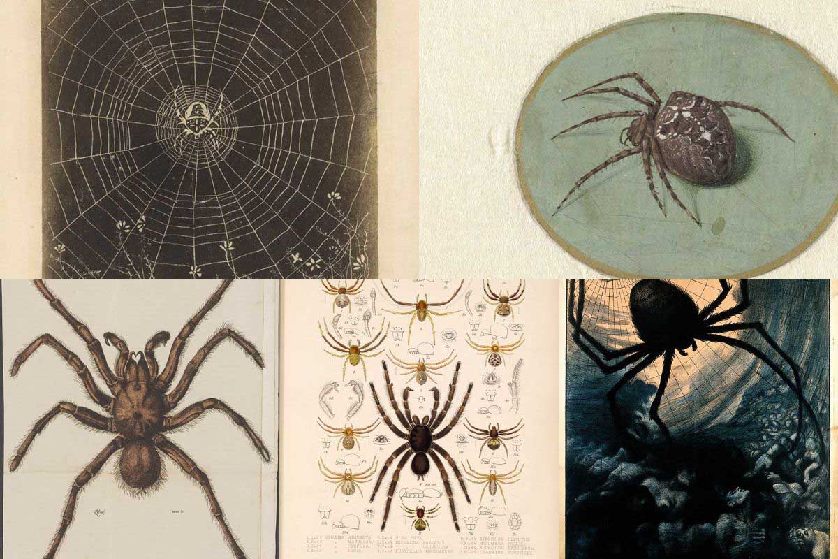 21 Free Vintage Spider Illustrations for A Spooky Halloween ...