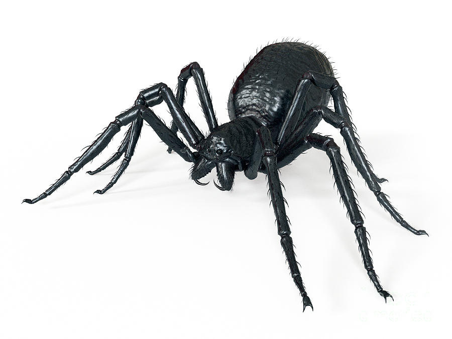 Illustration Of A Spider #5 by Science Photo Library