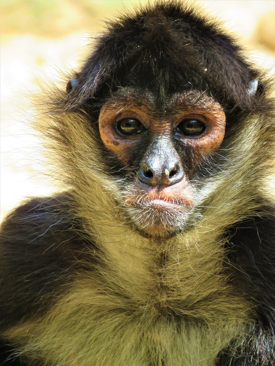 spider monkey pictures free