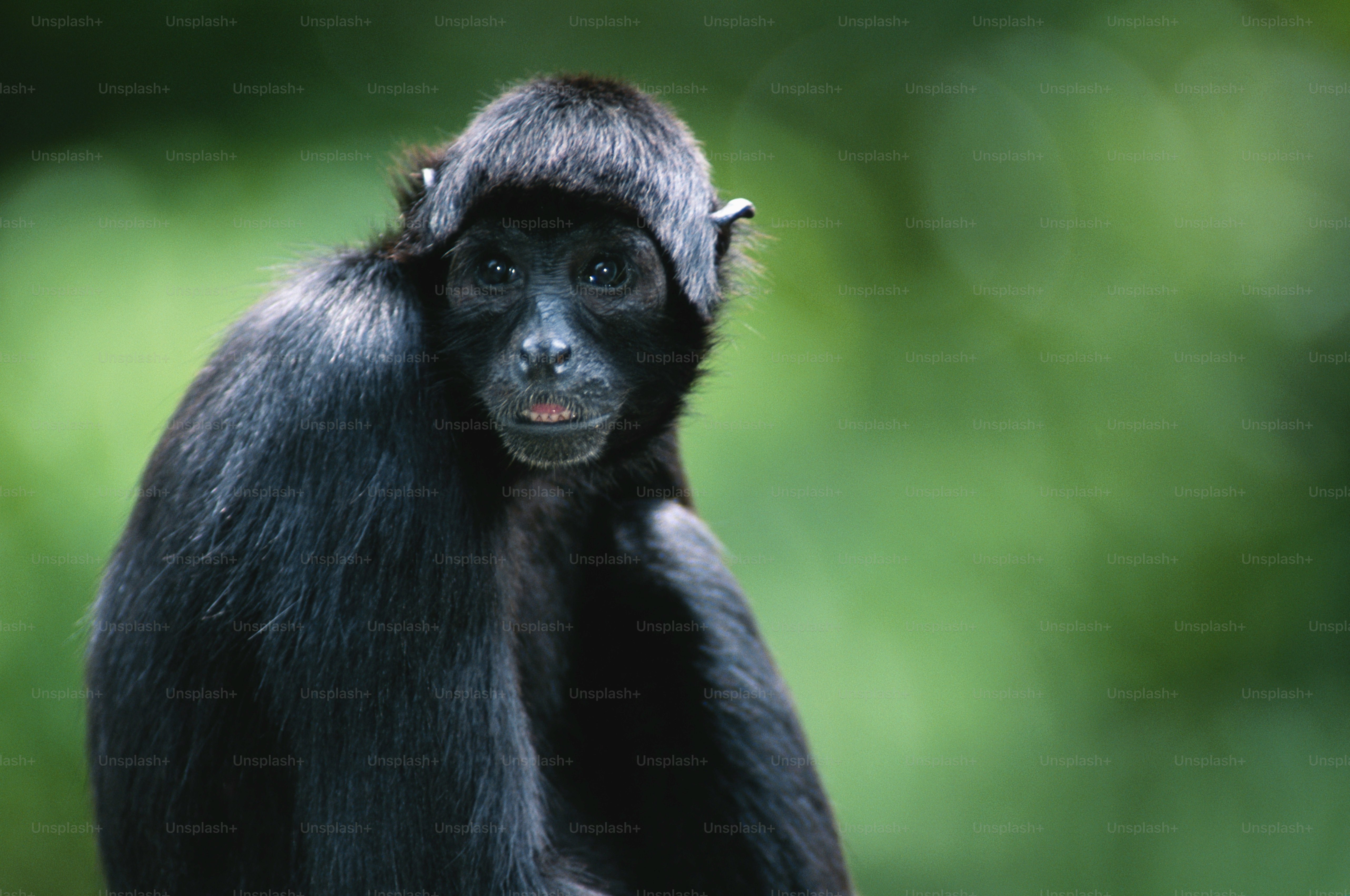 spider monkey pictures free