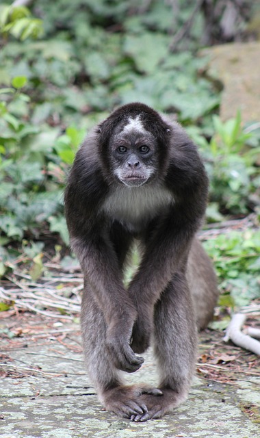 spider monkey pictures free
