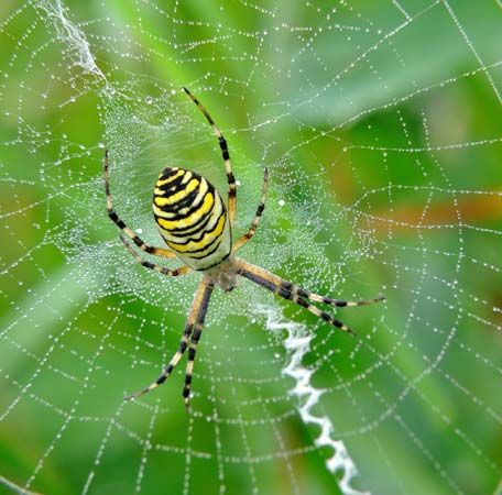 spider pictures for kids