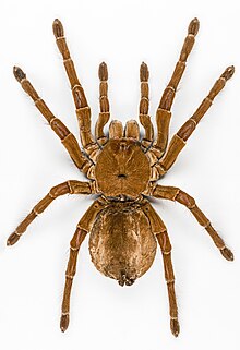 spider