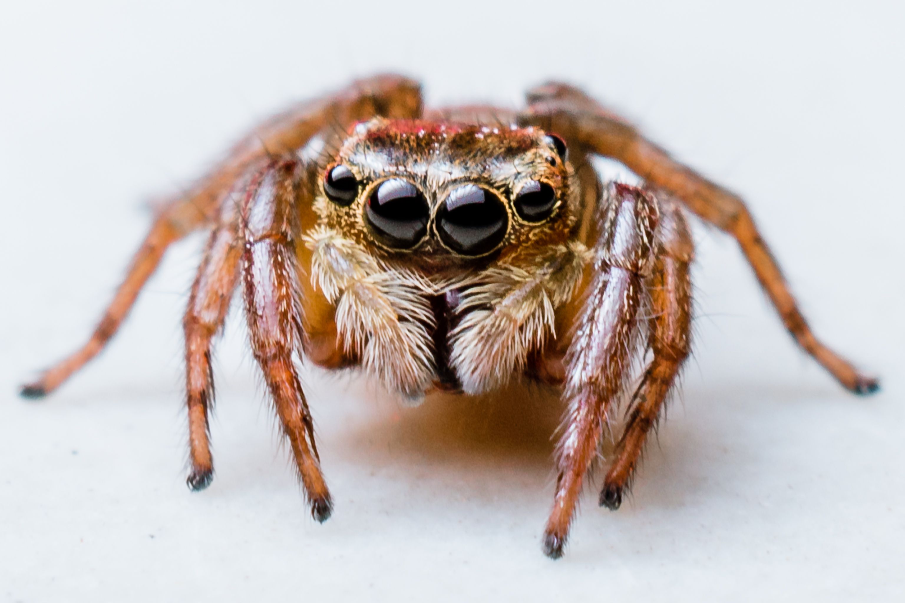 spider