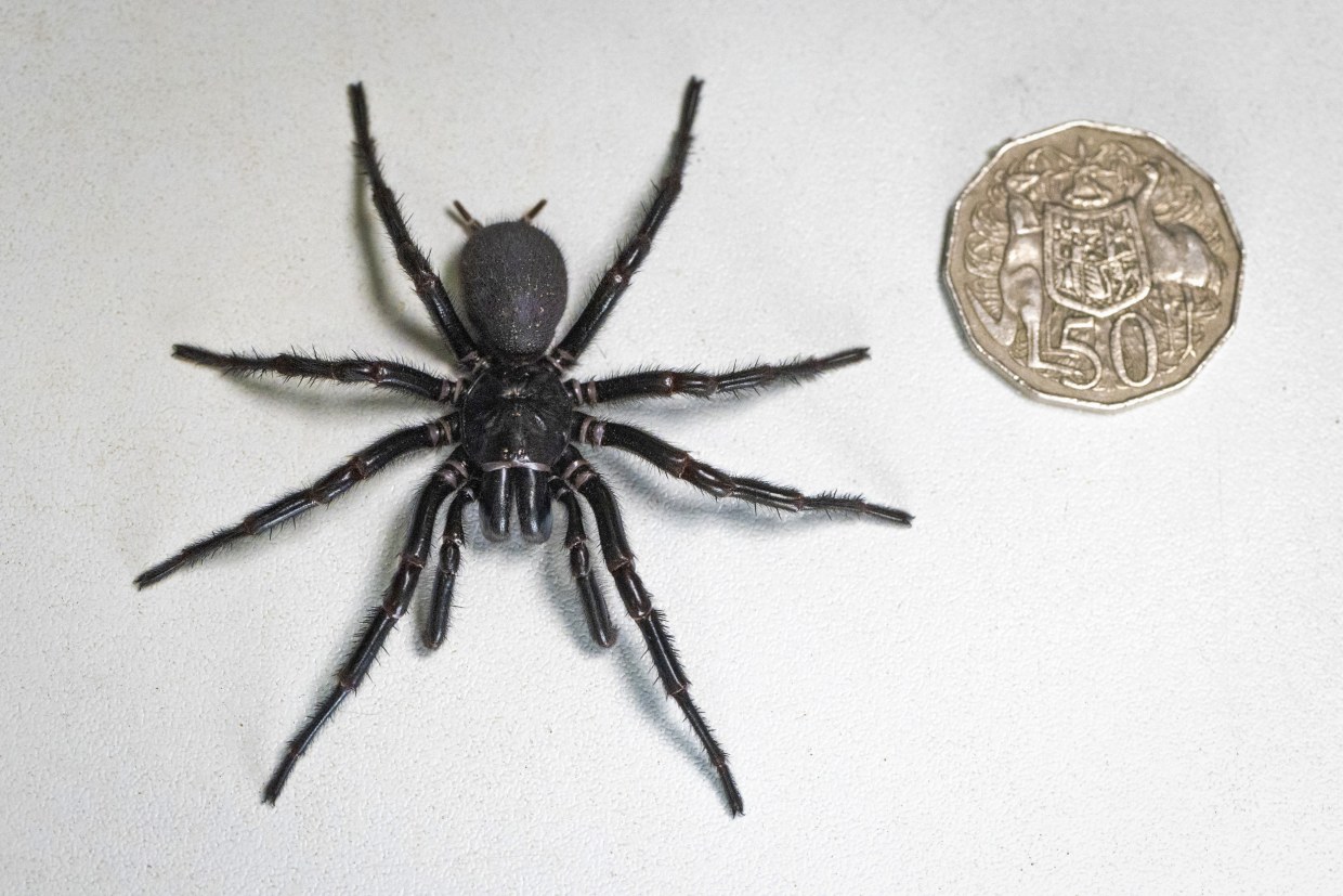 spider