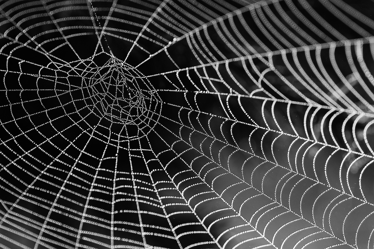 A closer look at spider webs - Inside Ecology