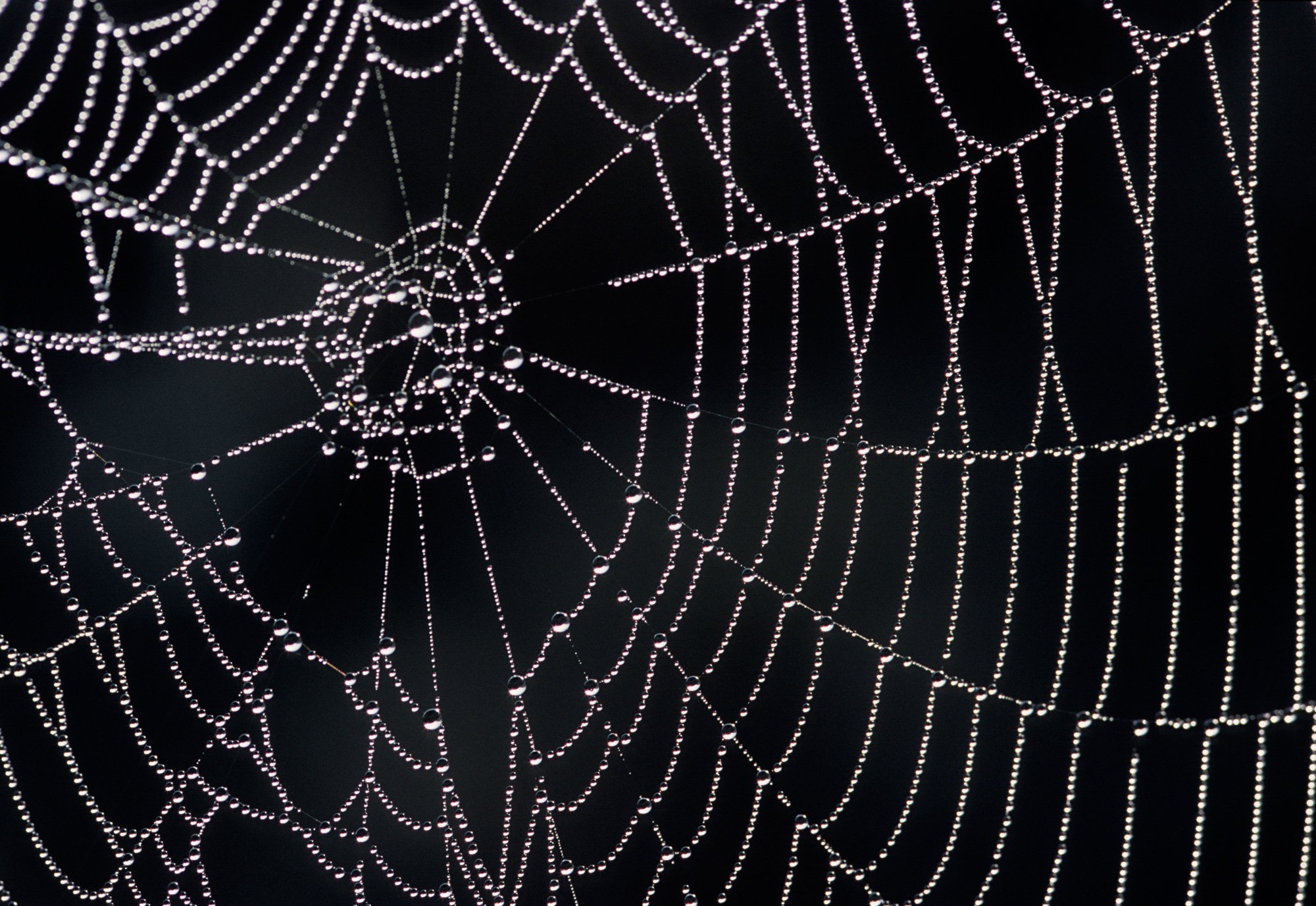 How spider webs achieve their strength | MIT News | Massachusetts ...