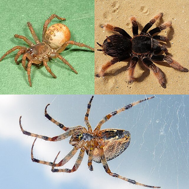 spiders