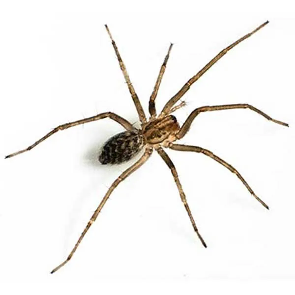 spiders