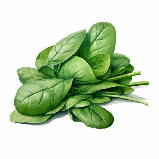 Spinach Clipart: Oil Painting Style, 4K &amp; SVG
