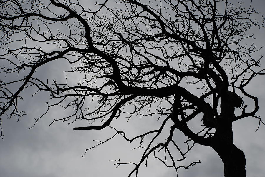 Spooky Tree by Carol Eliassen