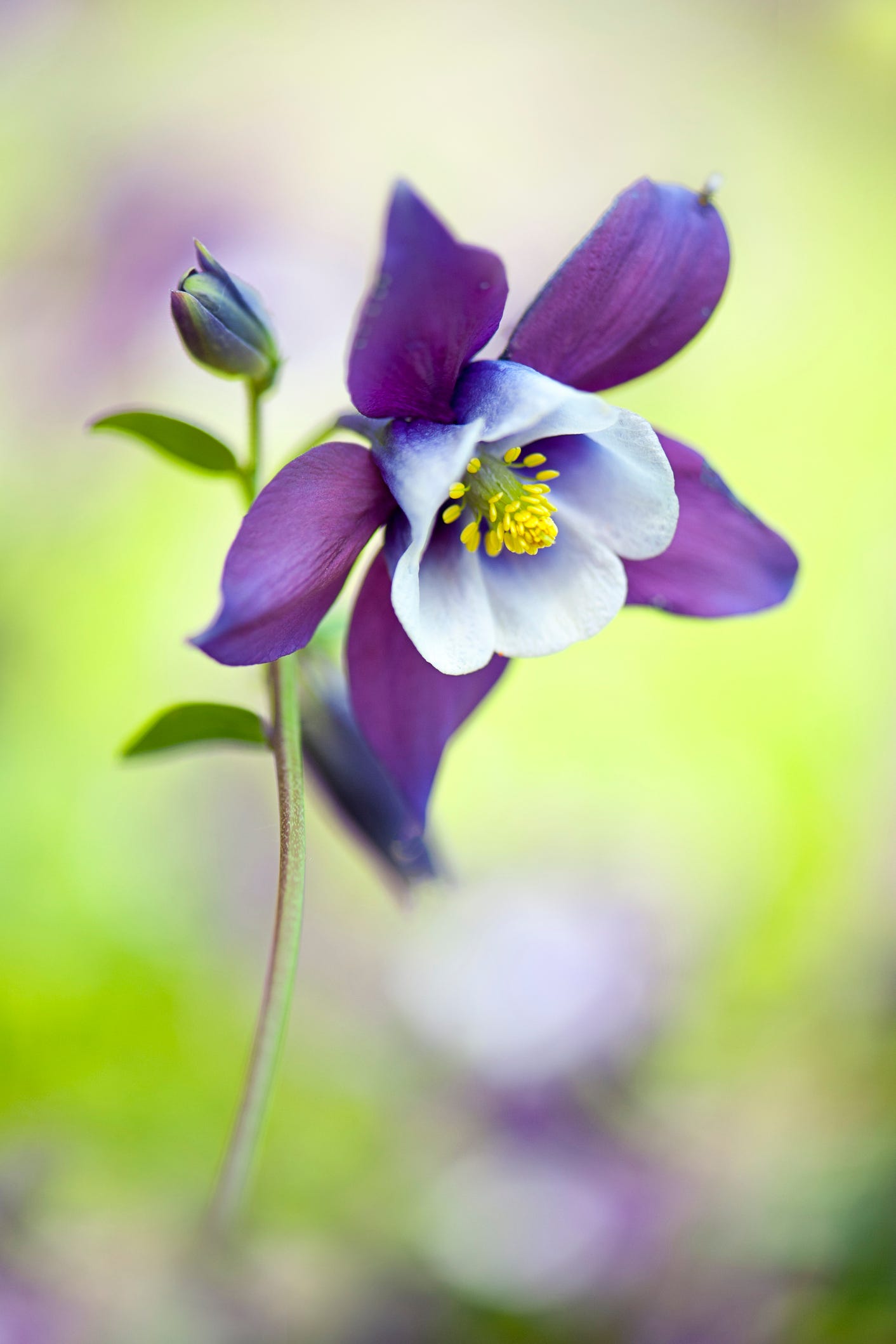 spring flowers