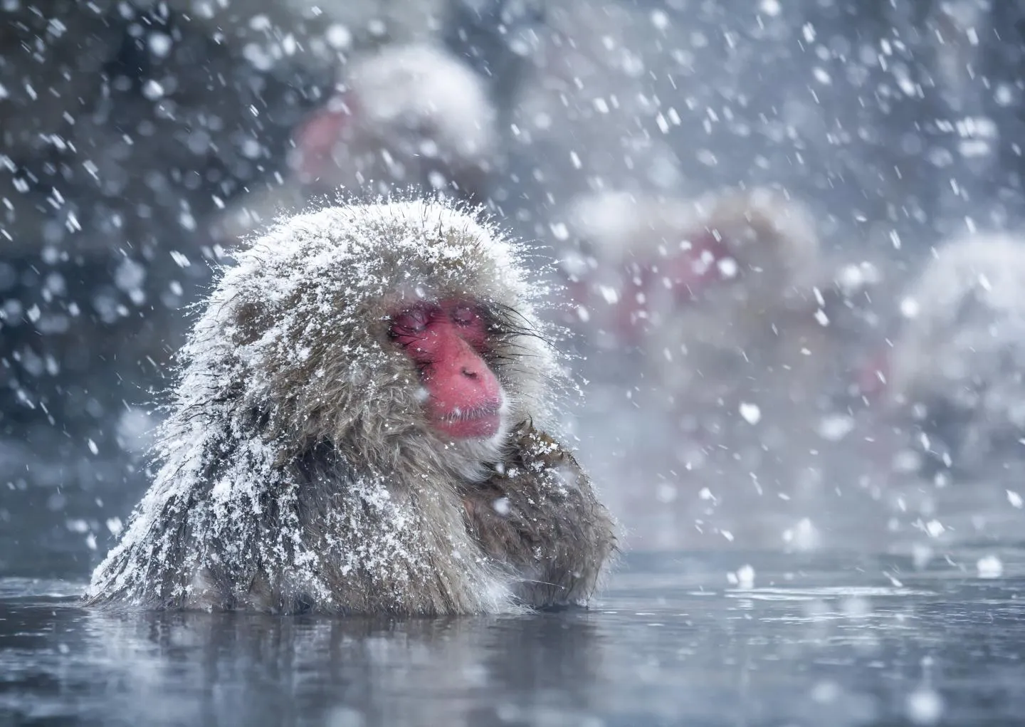 spring monkeys