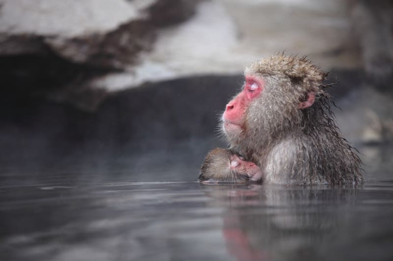 Meet the World-Famous Hot-spring Loving Snow Monkeys | Experiences ...