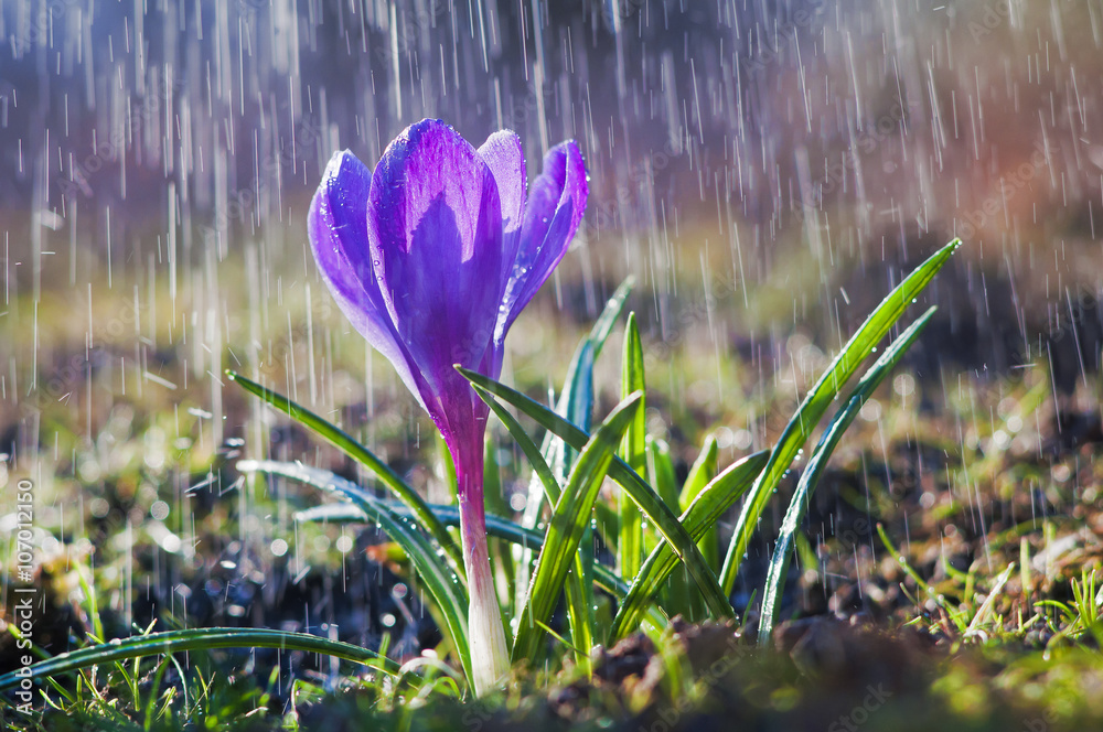 Beautiful spring blue crocus in the spring rain Stock-Foto | Adobe ...