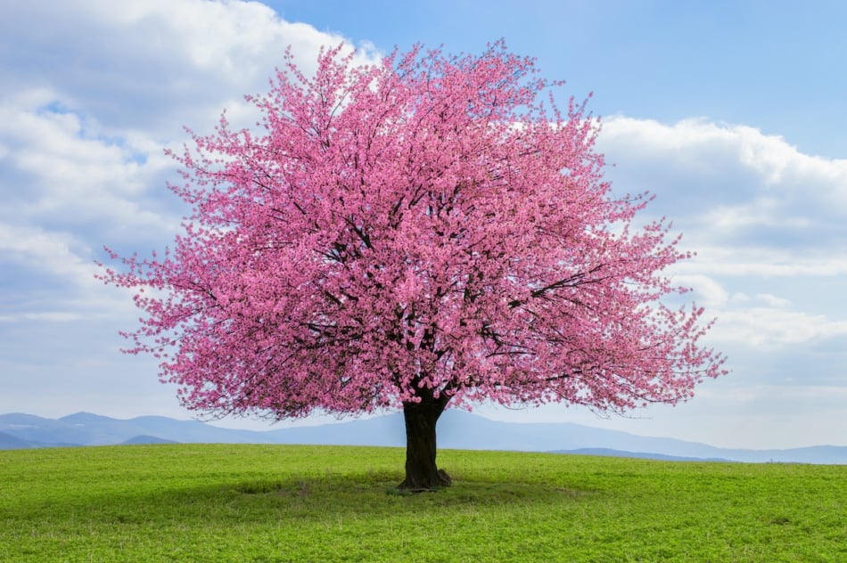 spring trees