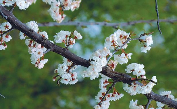 A Parade of Spring-Flowering Trees - Fine Gardening