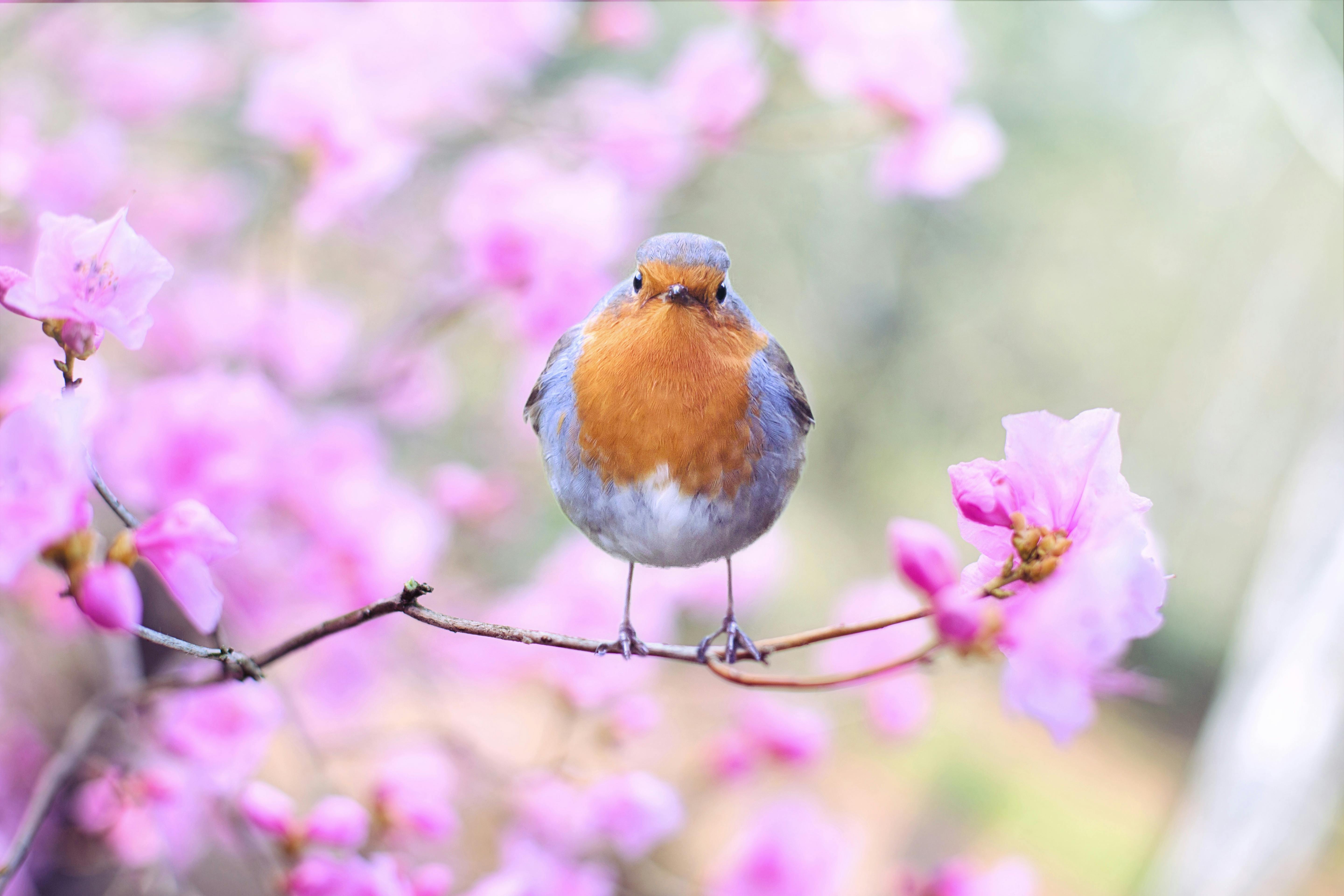 springtime pictures