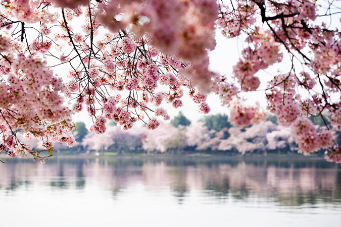 springtime pictures