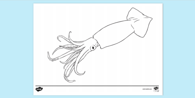 Squid Colouring Sheet | Colouring Sheets (teacher made)