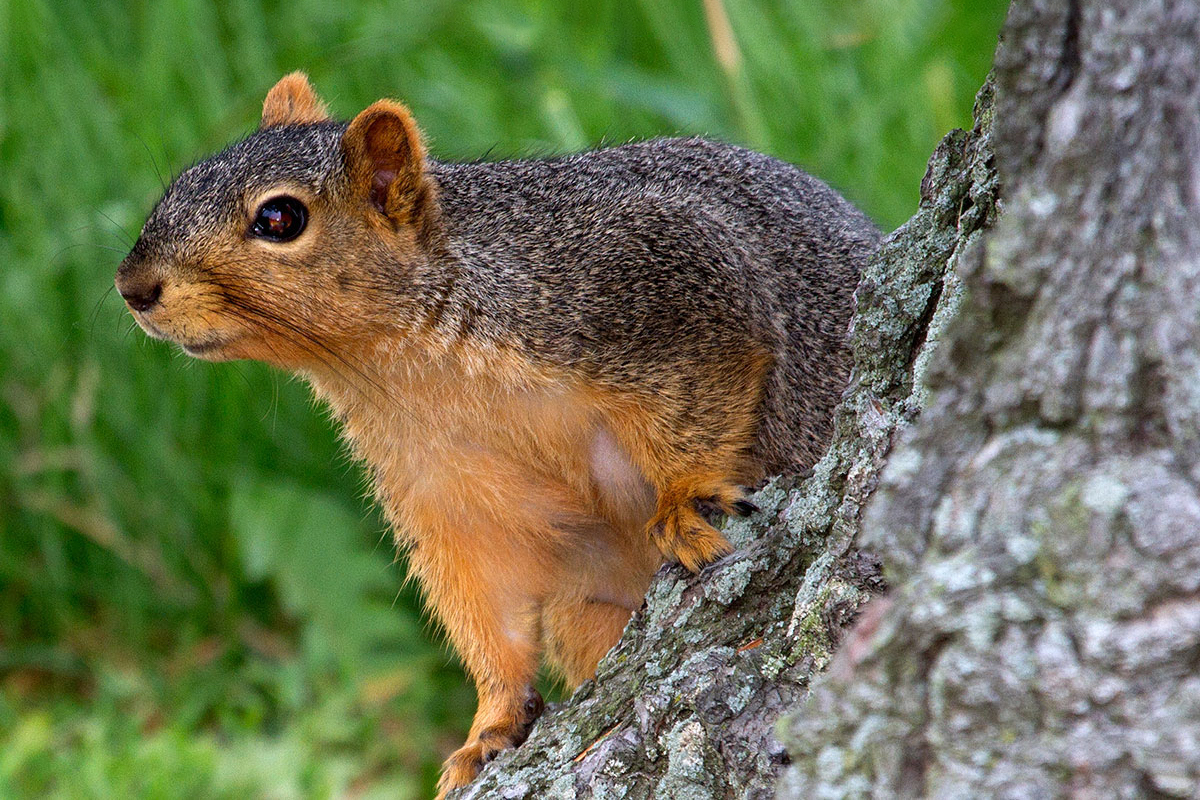 Outdoor Illinois Journal: Fox Squirrel