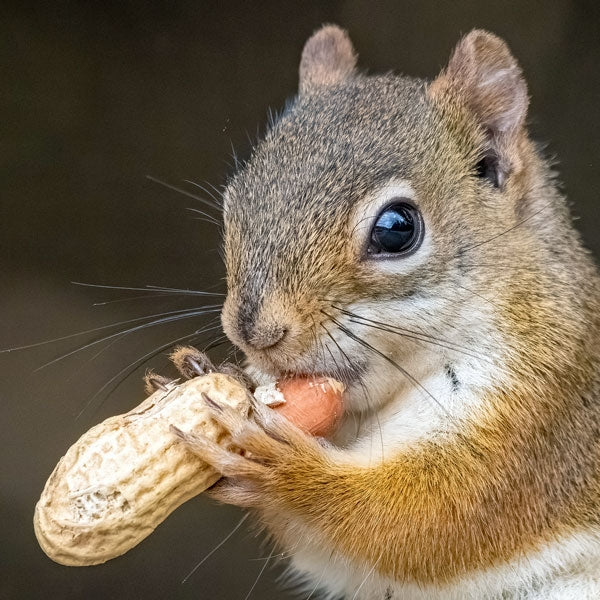 Ark Squirrel Whole Nut 1kg