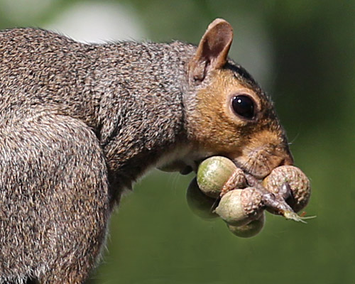 Gray Squirrels Caching Nuts | Naturally Curious with Mary Holland