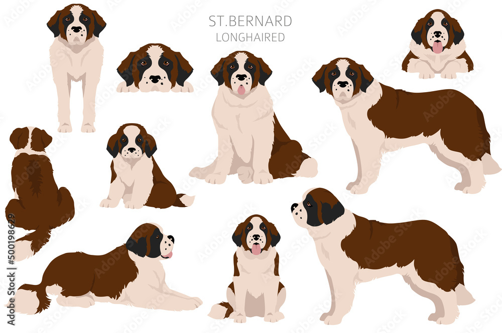 st bernard cliparts