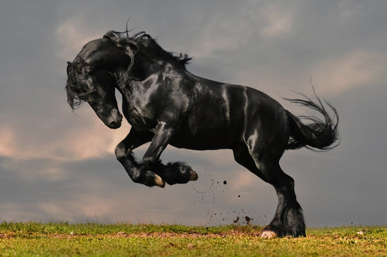 Wild Stallion Images – Browse 333,203 Stock Photos, Vectors, and ...