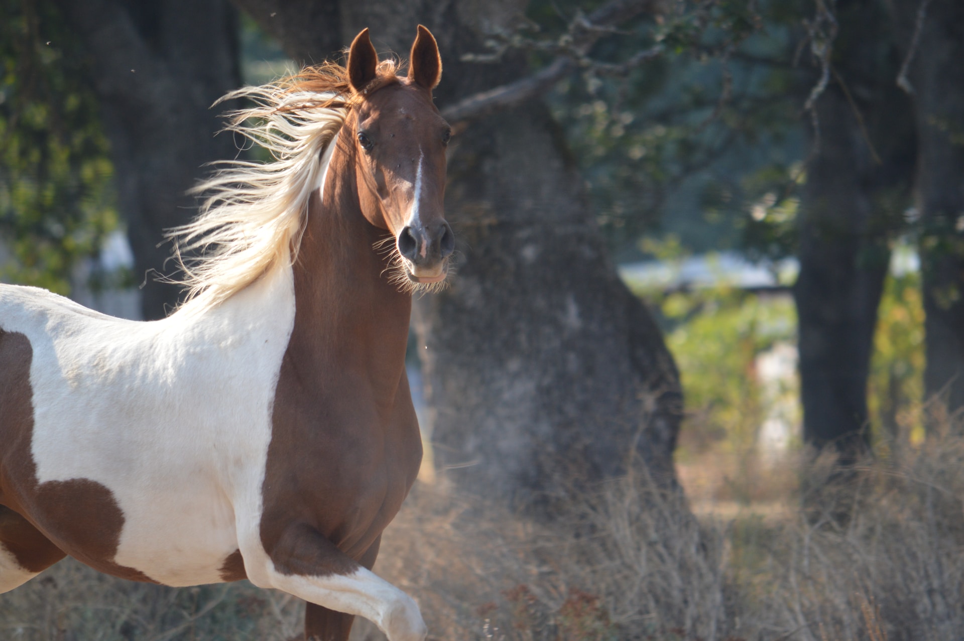 8 facts that you didnt know about stallions - Horseek