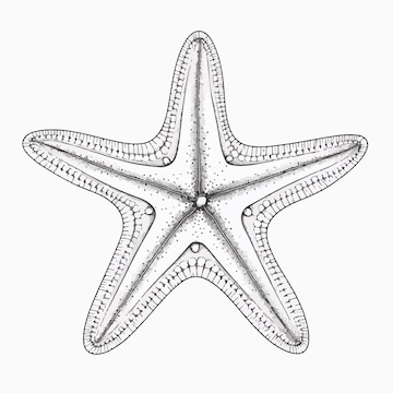 starfish outline