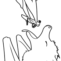 stellaluna coloring page