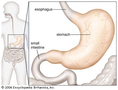 Stomach | Definition, Function, Structure, Diagram, &amp; Facts ...