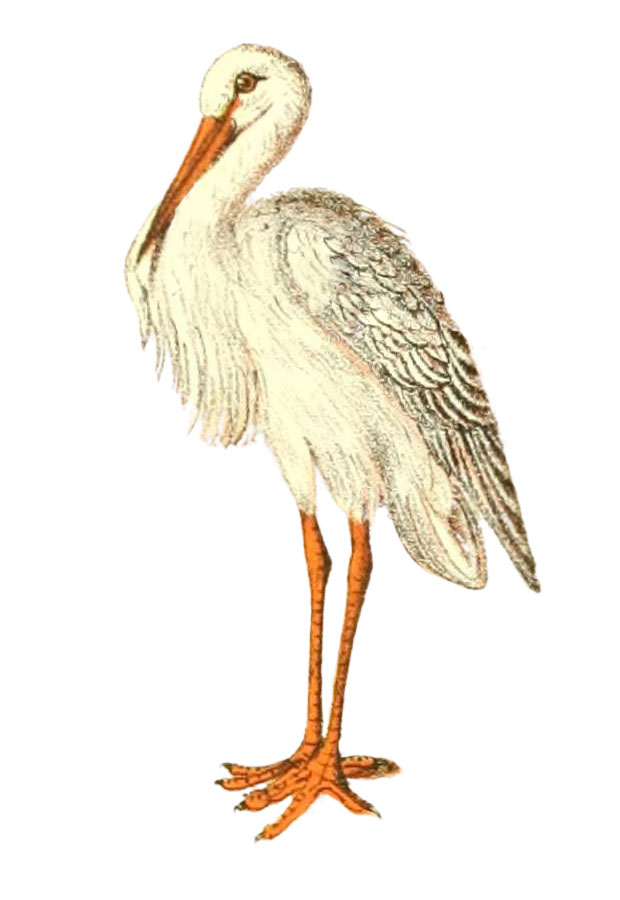 6 Stork Pictures! - The Graphics Fairy