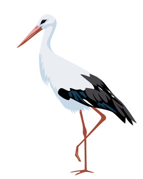 Stork-Bilder: Stock-Fotos &amp; -Videos. | Adobe Stock