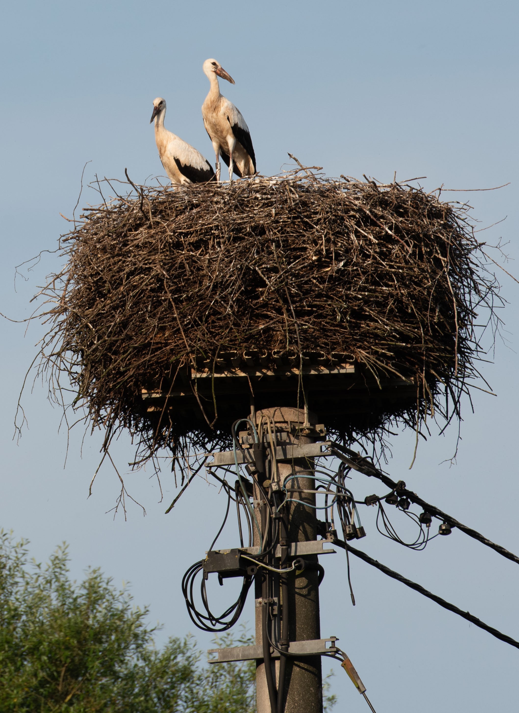 Storks in Germany: Feathered friends, folklore, and fantastic ...