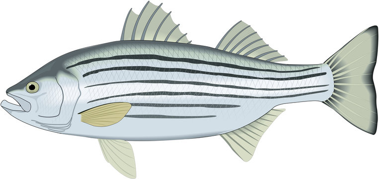 striped bass cliparts