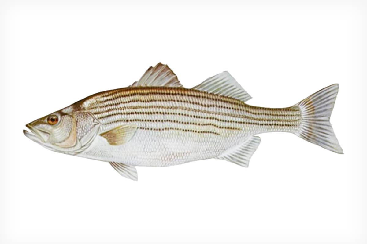 striped basss