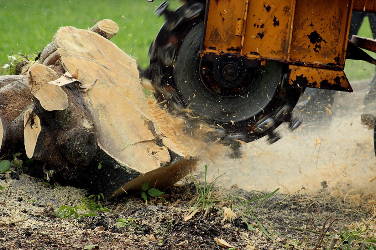 What Is Stump Grinding? | Abbott Tree Care Professionals