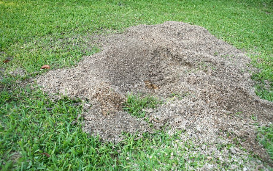 What is Stump Grinding? | Riverbend Landscapes &amp; Tree Service