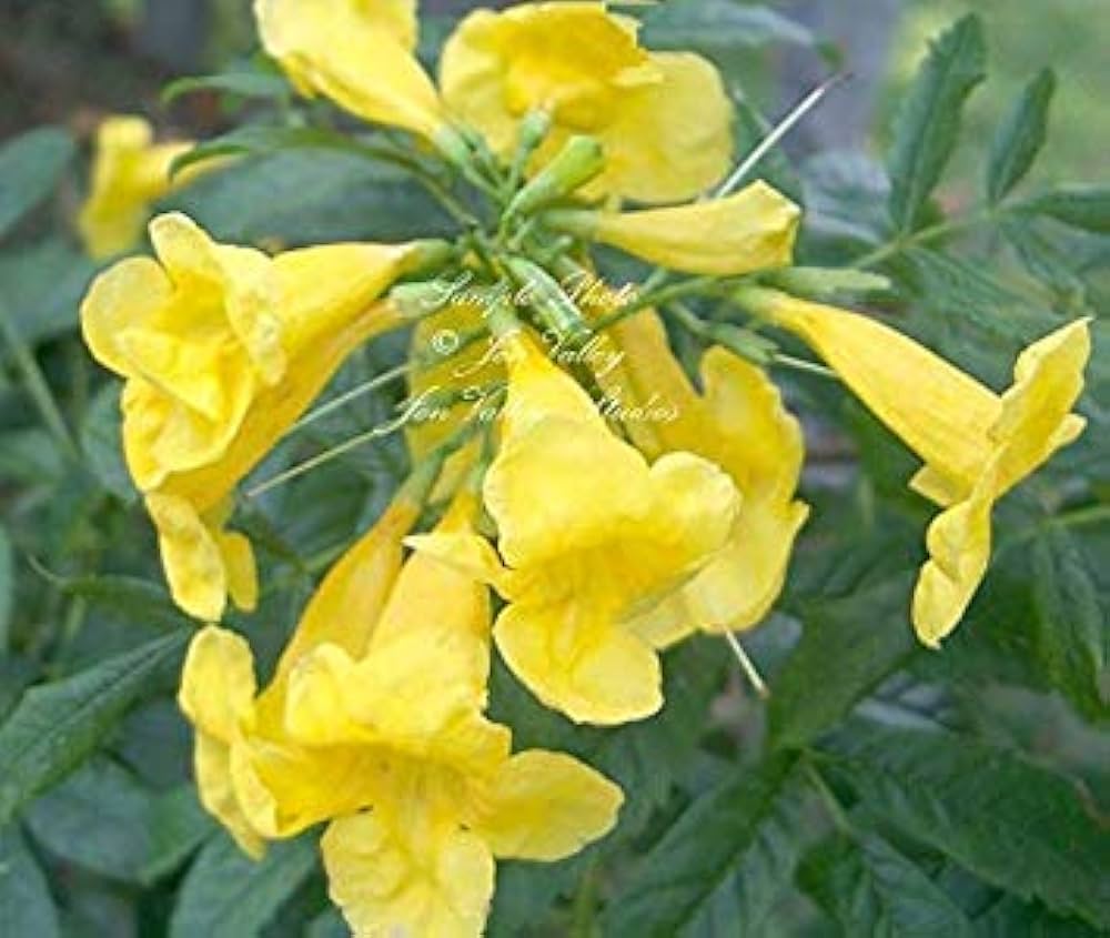 VISA STORE Tecoma Stans 10 Seeds Yellow Bells Sml Evergreen Stunnings :  Amazon.de: Garden