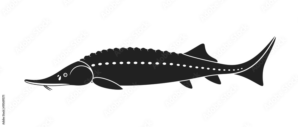 Photo &amp; Art Print Sturgeon logo. Isolated sturgeon on white ...