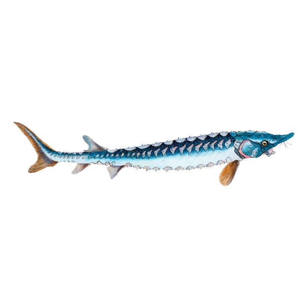 sturgeon cliparts
