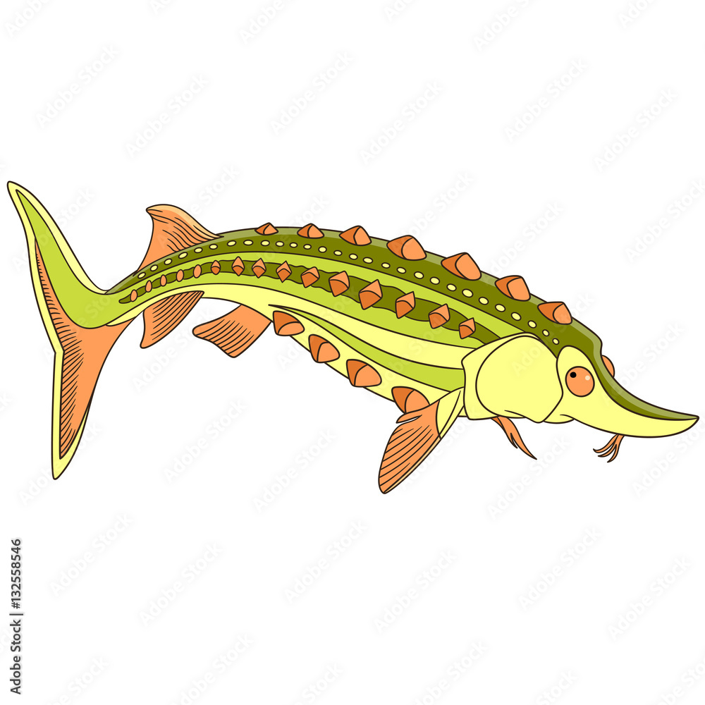 Cartoon underwater sturgeon fish, isolated on white background ...